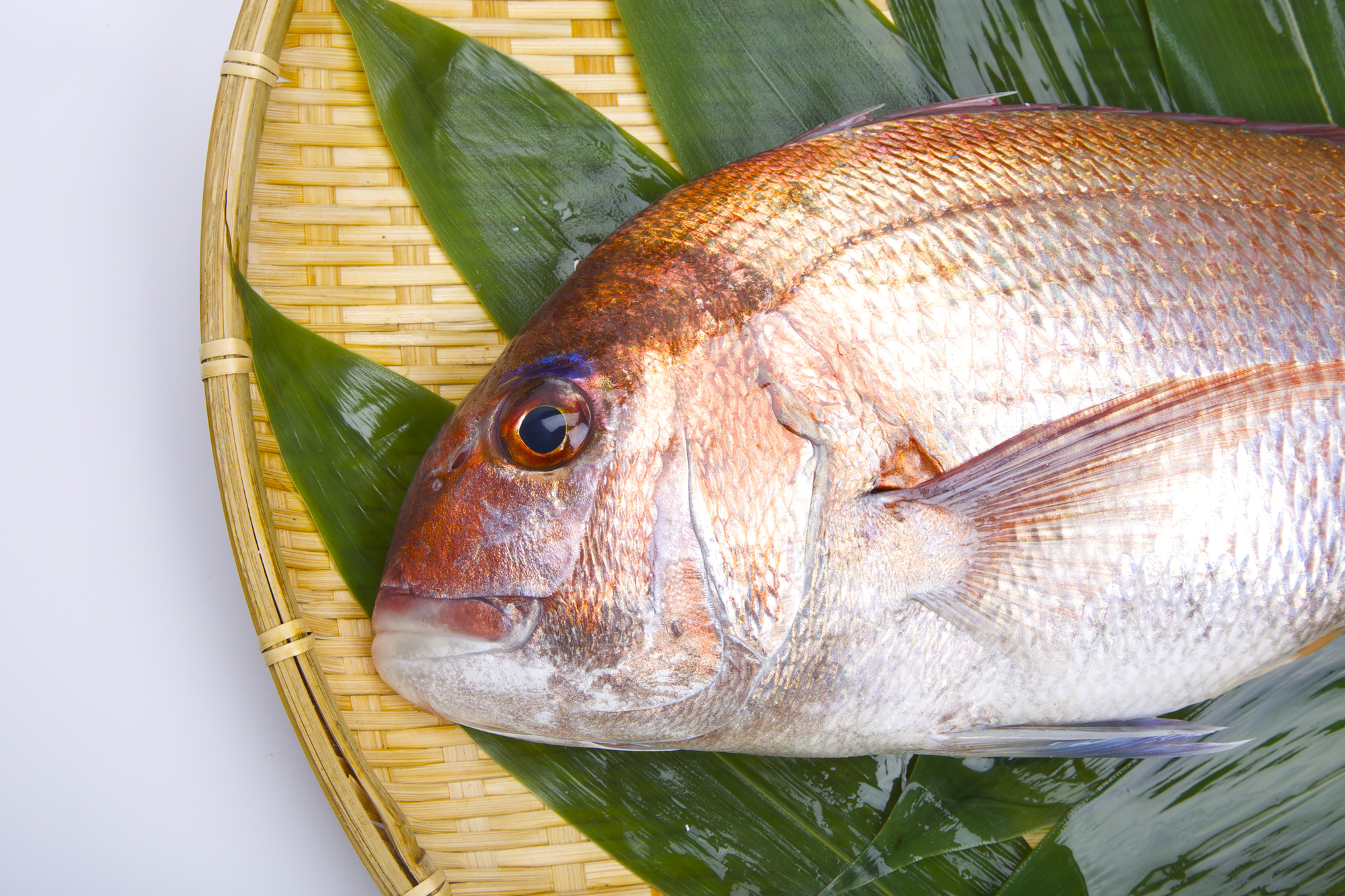 桜鯛と真鯛は違う魚？特徴や旬、美味しい食べ方をご紹介